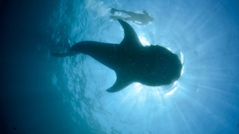 Cancún: Swim with Whale Sharks & Playa Norte Beach - FAQ