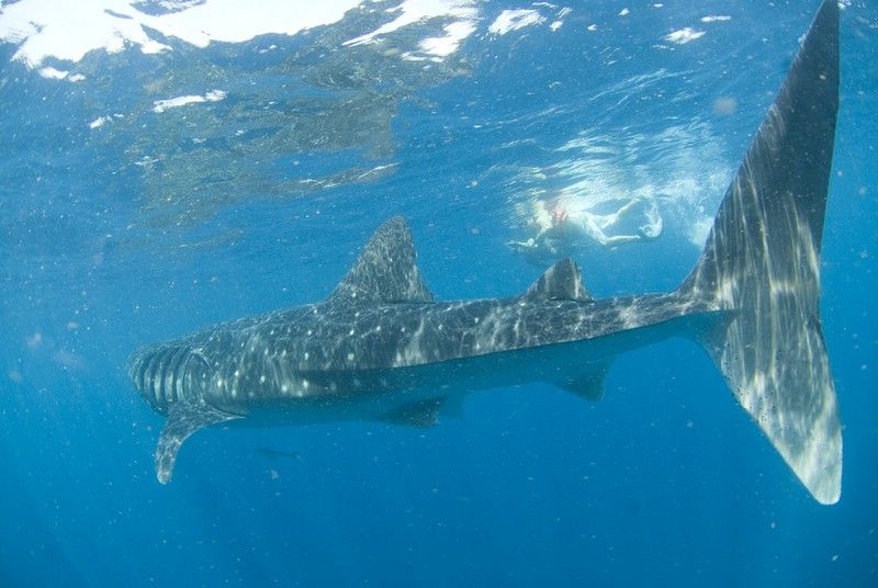 Cancún: Swim With Whale Sharks - Itinerary Details