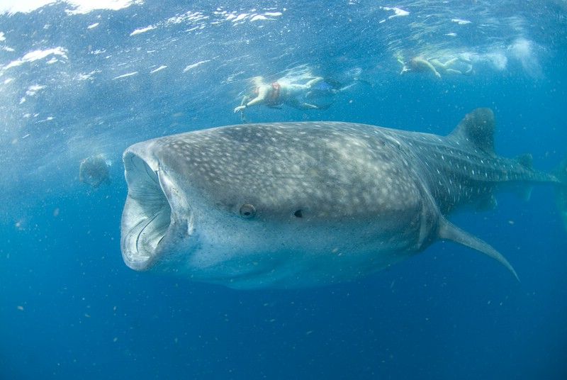 Cancún: Swim With Whale Sharks - Important Information