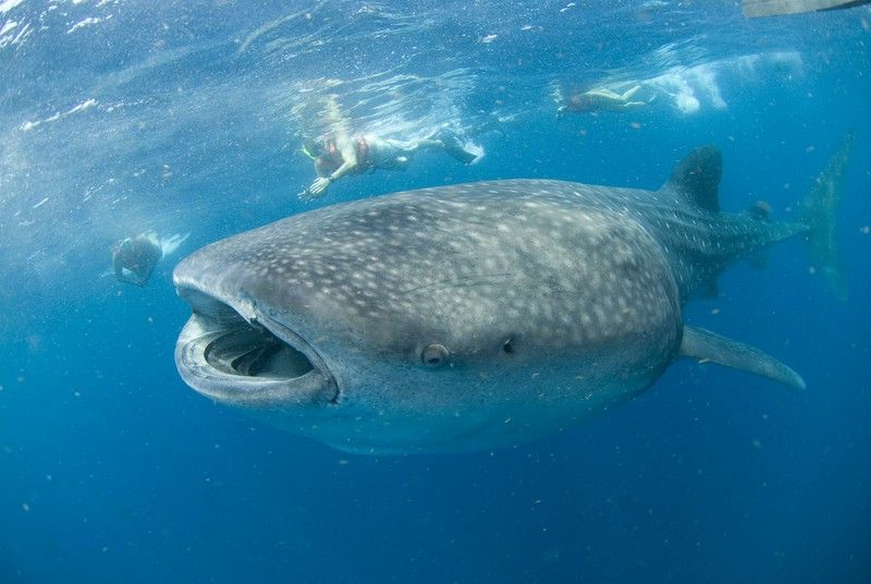 Cancún: Swim With Whale Sharks - Whale Shark Encounter