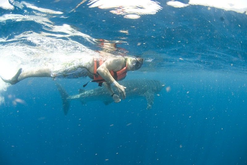 Cancún: Swim With Whale Sharks - Transportation and Pickup