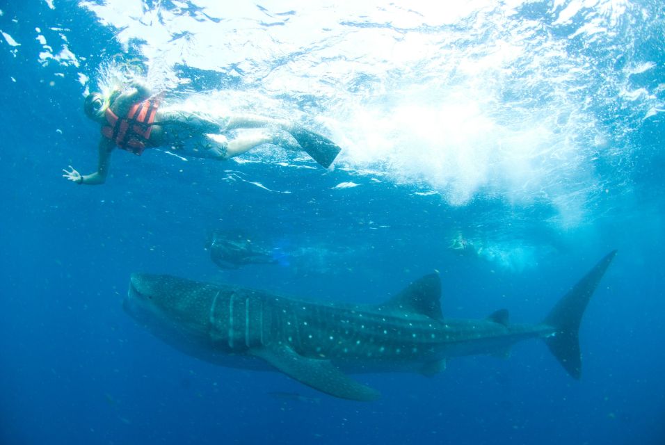 Cancún: Swim With Whale Sharks - Lunch and Boat Cruise