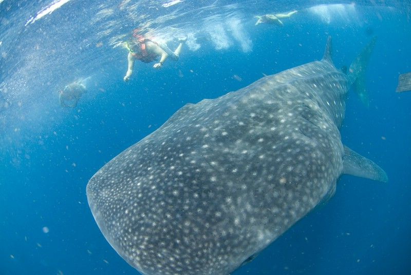 Cancún: Swim With Whale Sharks - Preparation Advice