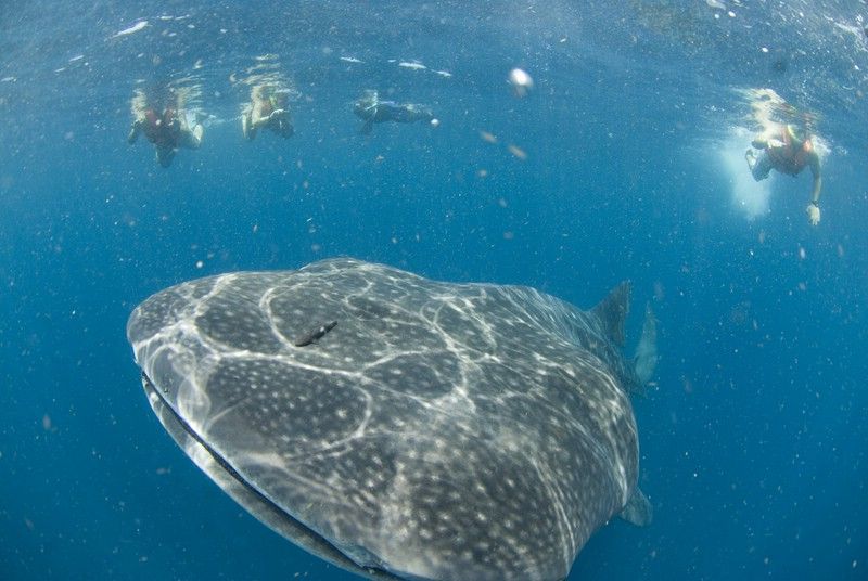 Cancún: Swim With Whale Sharks - Frequently Asked Questions