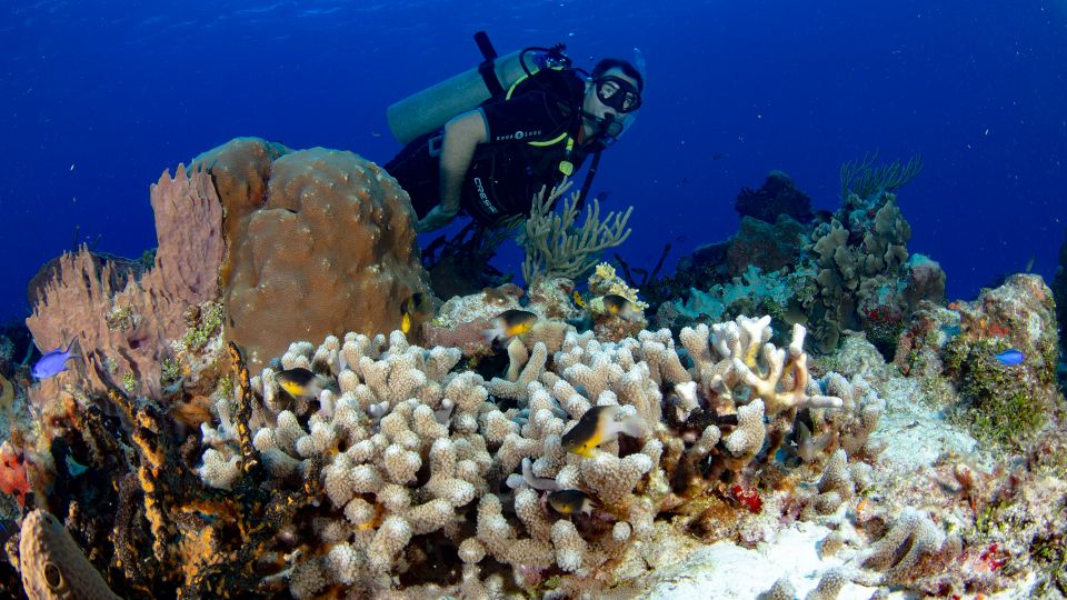 Cancún: Underwater Museum & Reef for Certified Scuba Divers - Dive Site: Cancun Underwater Museum
