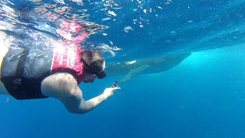 Cancún Whale Shark Tour - Key Points