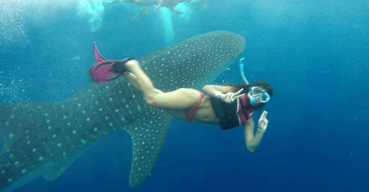 Cancún Whale Shark Tour - Key Details