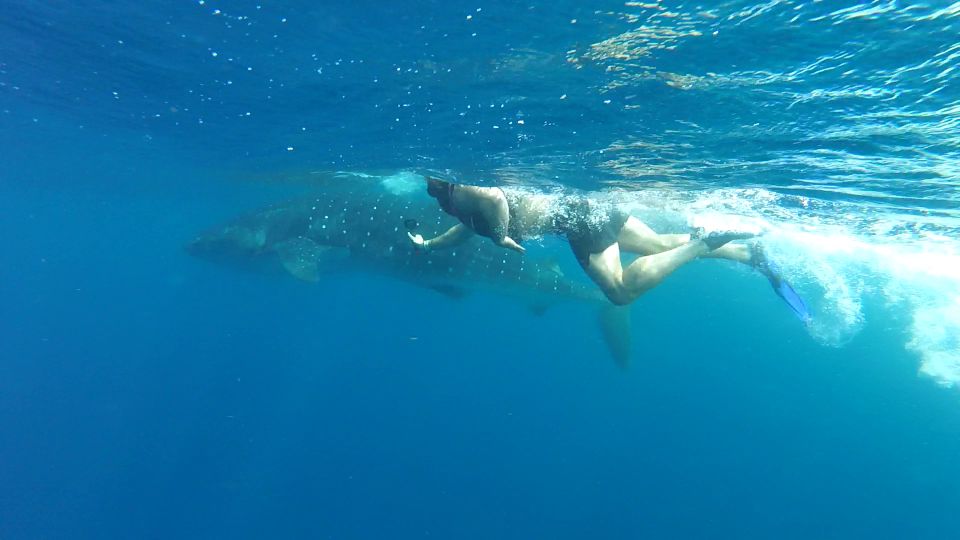 Cancún Whale Shark Tour - Inclusions