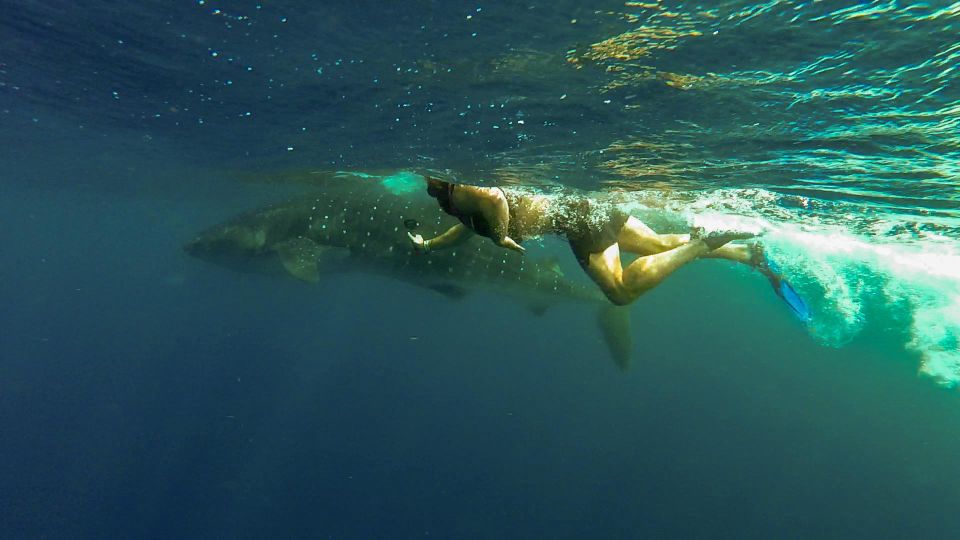 Cancún Whale Shark Tour - Snorkel Gear and Life Jackets