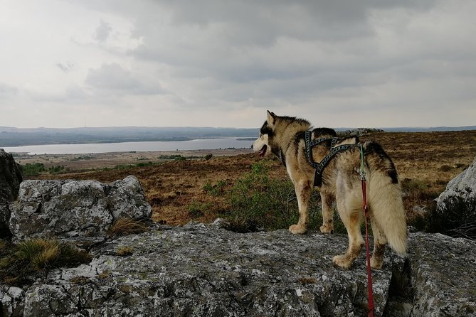 Cani Rando, Fun and Original Hiking, Pulled by Huskies - Preparing for the Cani Rando Experience