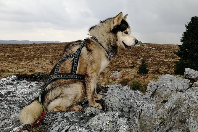 Cani Rando, Fun and Original Hiking, Pulled by Huskies - Group Size and Accessibility
