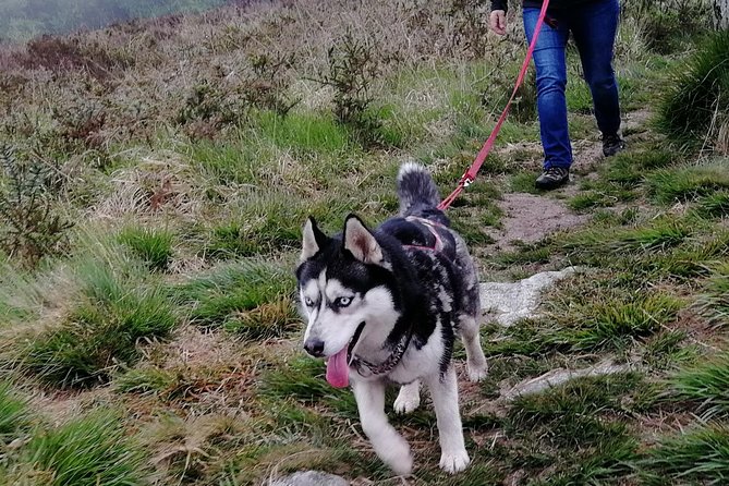 Cani Rando, Fun and Original Hiking, Pulled by Huskies - Cancellation Policy and Booking Details