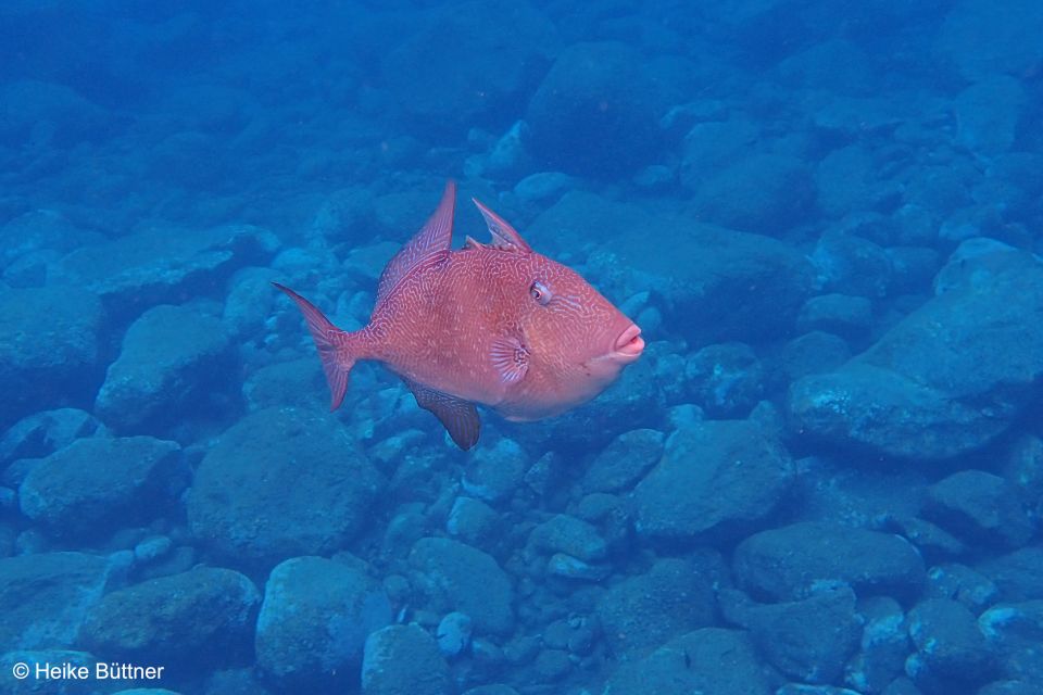Caniço: Garajau Nature Reserve Guided Snorkeling Tour - Language and Group Size