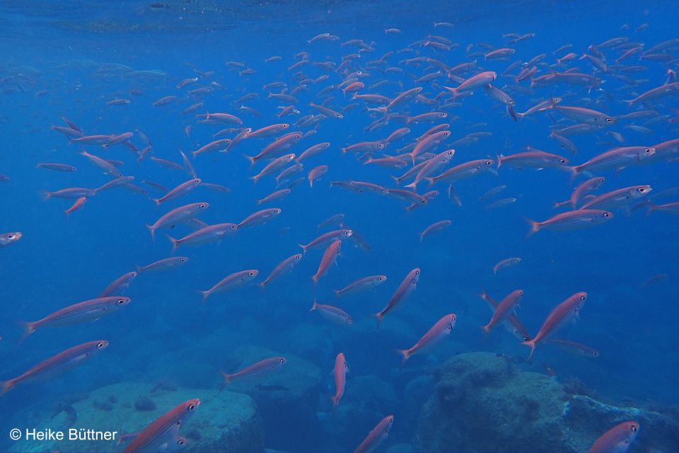 Caniço: Garajau Nature Reserve Guided Snorkeling Tour - Cancellation Policy
