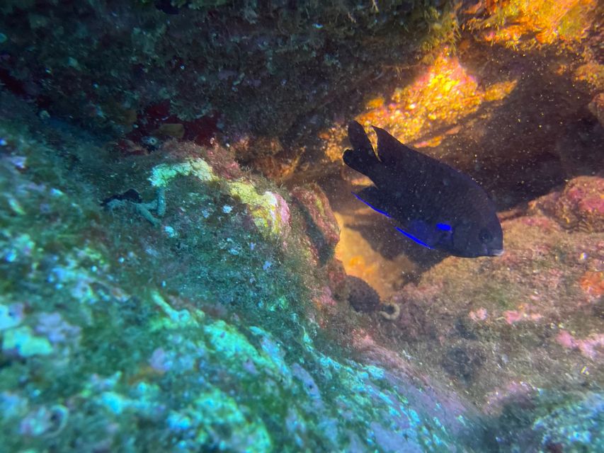 Caniço: Garajau Nature Reserve Guided Snorkeling Tour - Highlights of the Tour