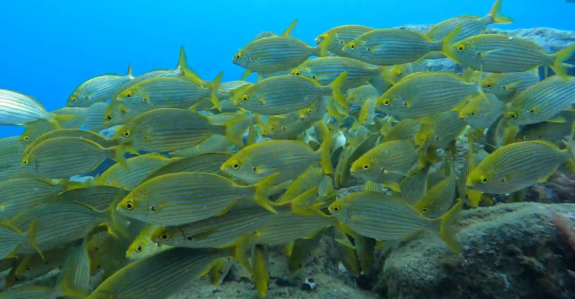 Caniço: Garajau Nature Reserve Guided Snorkeling Tour - Customer Feedback