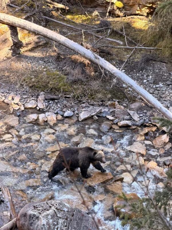 Canmore/Banff: Sunrise Moraine Lakes & Louise Adventure Tour - Who Will Love This Tour?