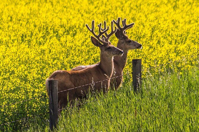 Canmore Banff to Lake Louise & Moraine Lake Half Day - The Sum Up: Who Will Love This Tour?