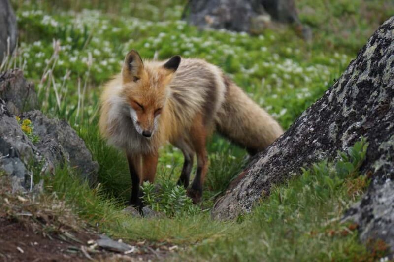 Canmore: Columbia Icefield Tour with Lunch & Hikes - Practical Tips for Travelers