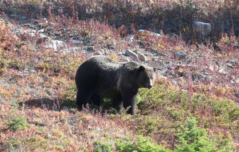 Canmore: Columbia Icefield Tour with Lunch & Hikes - Who Should Book This Tour?