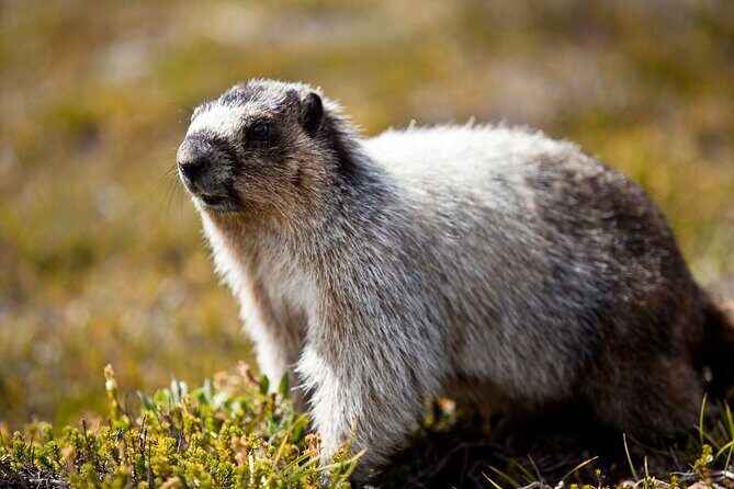 Canmore Evening Wildlife Viewing Tour 2.5hr Photo Drive - Setting the Scene: What to Expect from the Tour