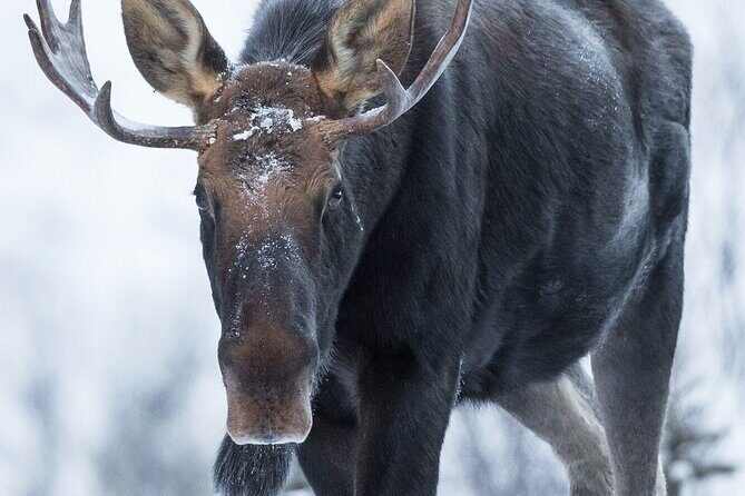 Canmore Evening Wildlife Viewing Tour 2.5hr Photo Drive - Authentic Experiences and Real Traveler Insights