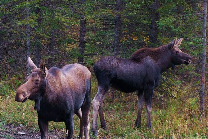 Canmore Evening Wildlife Viewing Tour 2.5hr Photo Drive - Who Will Love This Tour?