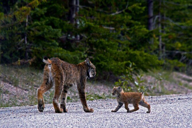 Canmore Evening Wildlife Viewing Tour 2.5hr Photo Drive - The Sum Up