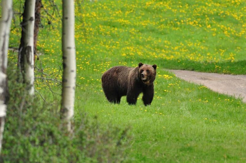 Canmore: Evening Wildlife Viewing Tour - An In-Depth Review: Experiencing Banff in the Evening