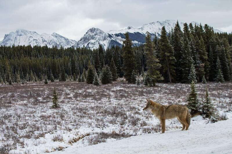 Canmore: Explore Winter Wildlife Tracks - 2hr Nature Walk - An In-Depth Look at the Canmore Winter Wildlife Tracks Tour
