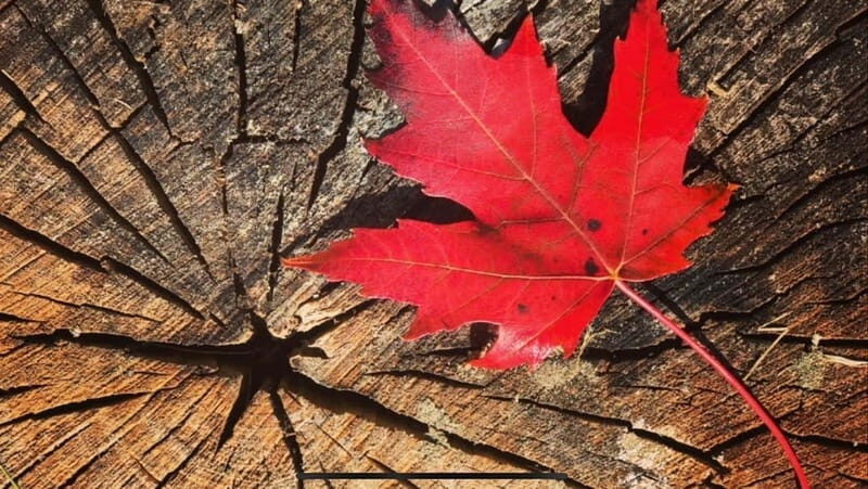 Canmore: Guided Town Walking Tour with Sweet Treat and Drink - Why This Tour Can Be a Great Introduction to Canmore