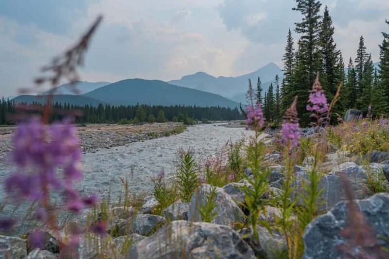 Canmore: Medicinal and Edible Plants, 2-hour Nature Walk - Discovering Canmore’s Natural Heritage