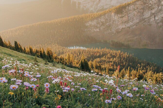 Canmore Medicinal and Edible Plants Nature Walk - 2 Hours - Key Points
