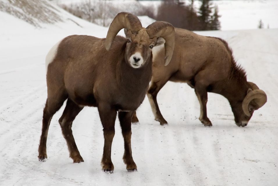 Canmore: NEW - Famous Mountains / Photo Safari Drive - 4hrs - Highlights