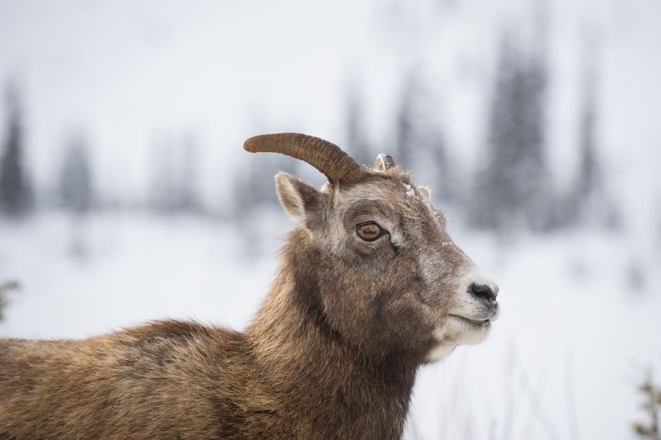 Canmore: NEW - Famous Mountains / Photo Safari Drive - 4hrs - Meeting Location