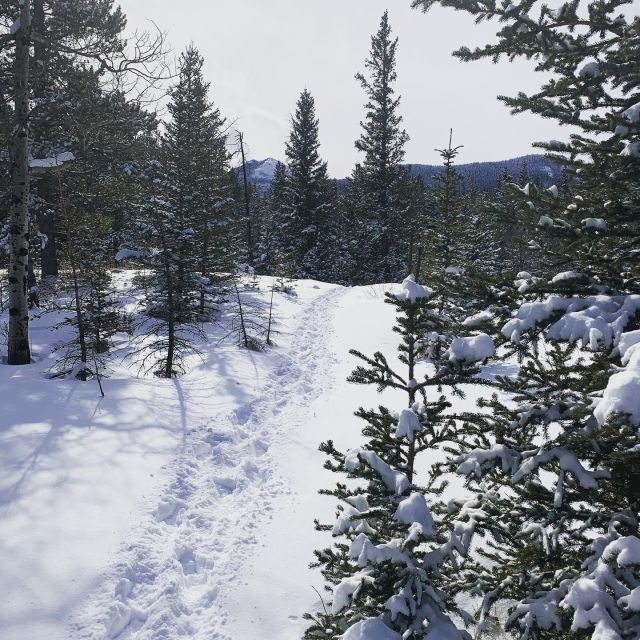 Canmore: NEW - Famous Mountains / Photo Safari Drive - 4hrs - Transportation