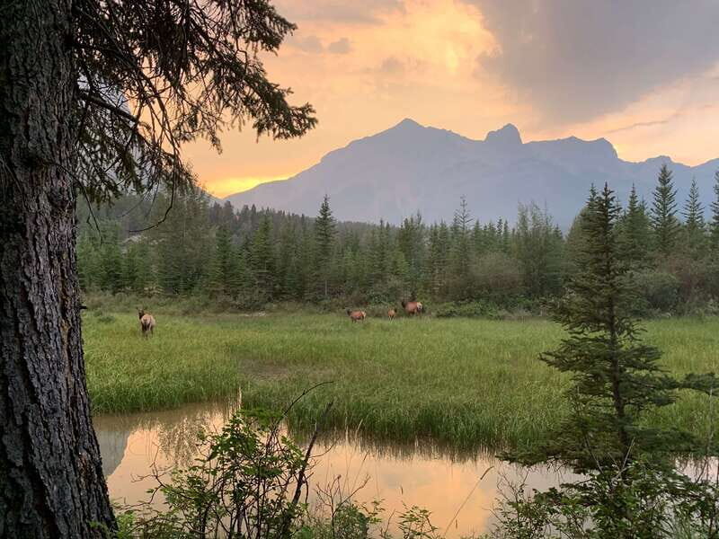 Canmore: PRIVATE SAFARI Drive to BANFF Park & Nature Walk - Practical Details