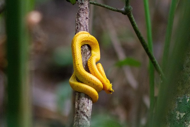 Canoe Tour in Tortuguero National Park - Wildlife Encounters