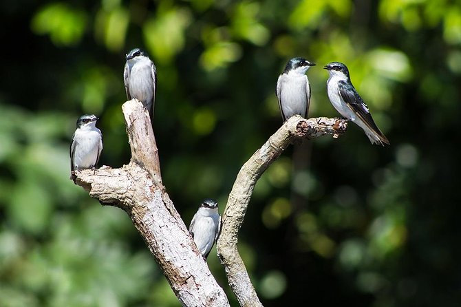 Canoe Tour in Tortuguero National Park - Recommendations for Travelers