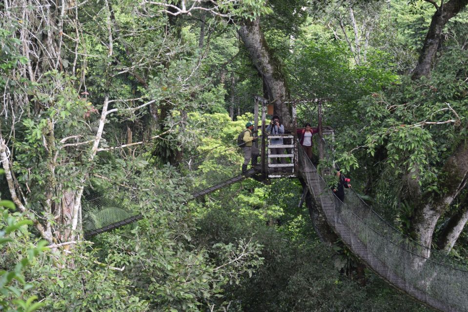 Canopy Walk and Monkey Island - Features of the Excursion