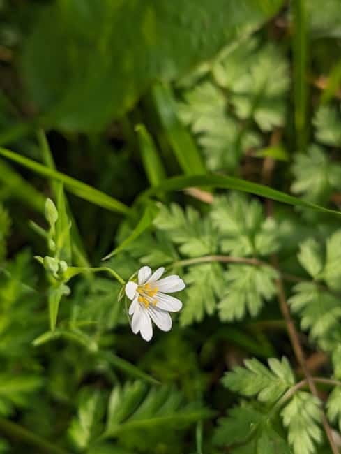 Canterbury: City Nature Tour with Forest Bathing - Exploring Canterbury’s Natural Heritage