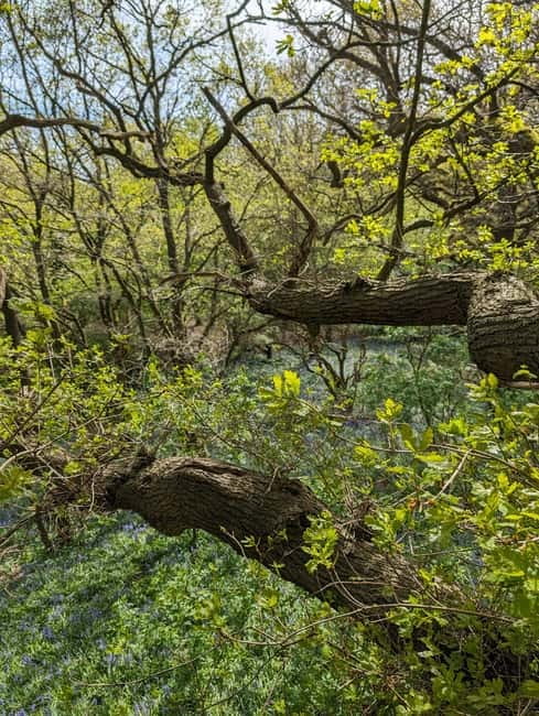Canterbury: City Nature Tour with Forest Bathing - The Tea & Reflection Break