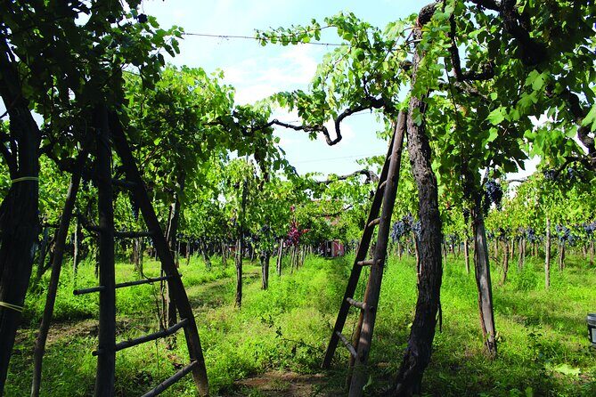 Cantine d'Irpinia: visit and tasting Taurasi from ancient vineyards - Key Points