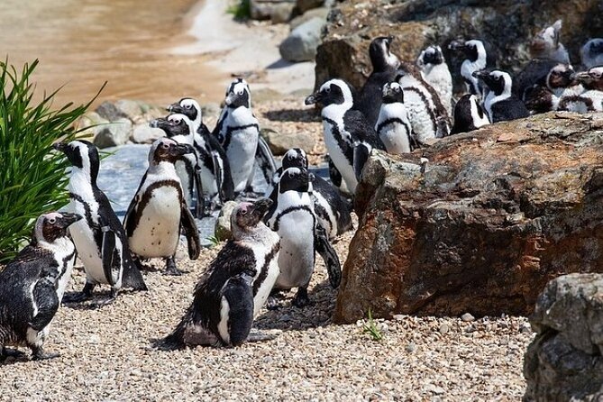 Cape Agulhas Full Day Private Tour - Scenic Highlights of the Tour