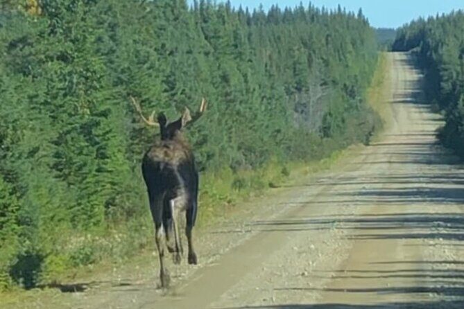 Cape Breton Waterfall Jeep Excursion - Biggest Waterfall in NS - Who Will Love This Tour?