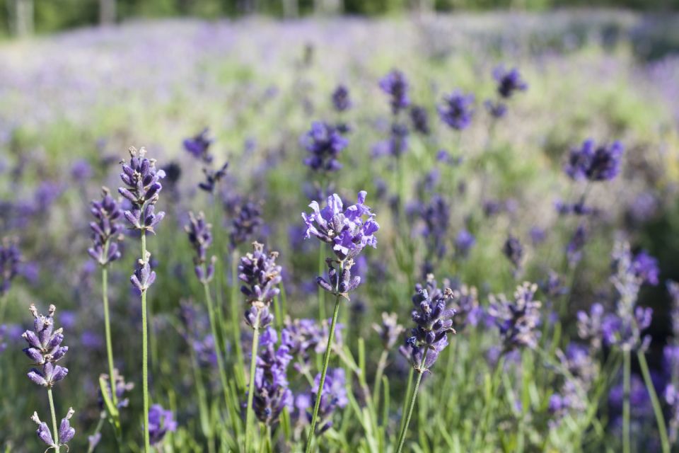 Cape Cod: Barnstable to Provincetown Tour - Pilgrims First Landing Park