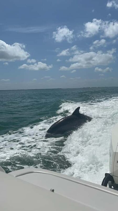 Cape Coral: Private Dolphin Watching and Dock & Dine Cruise - A Practical Review of the Cape Coral Private Dolphin Watching and Dock & Dine Cruise