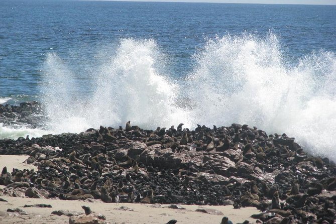 Cape Cross Seal Colony Tour From Swakopmund, Namibia - Traveler Reviews