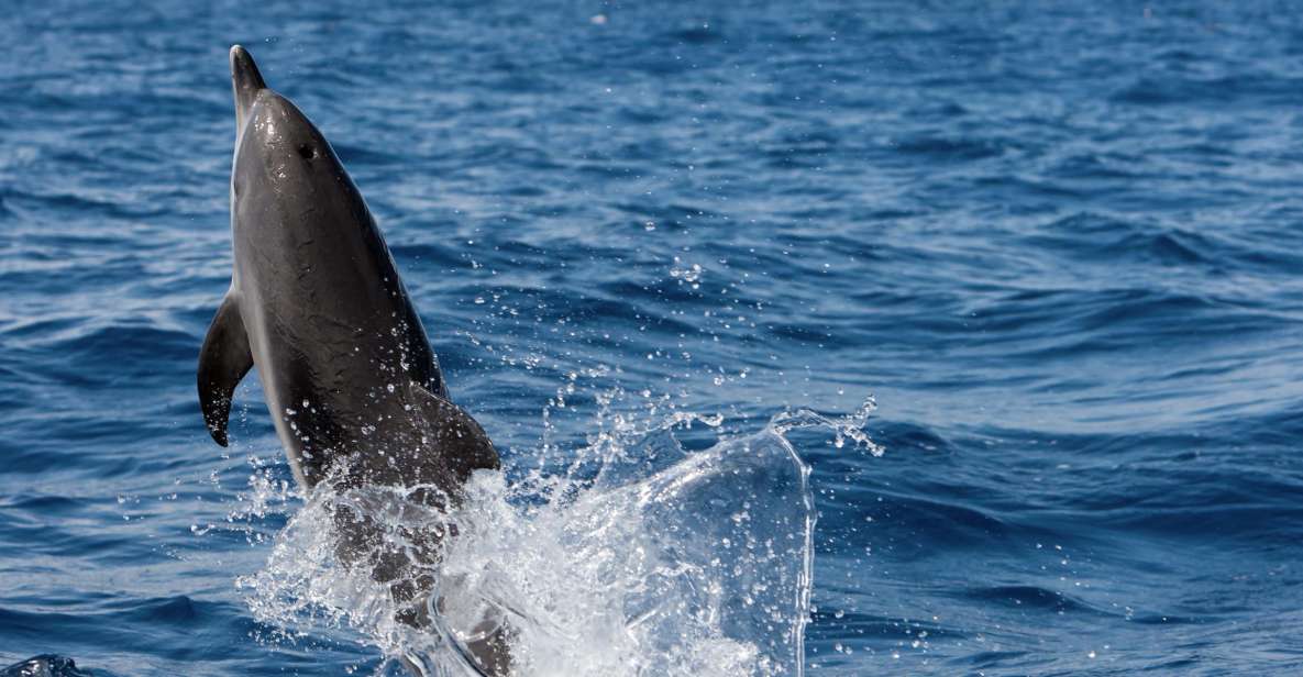 Cape May: 2-Hour Dolphin Watching Cruise - Sightseeing Highlights