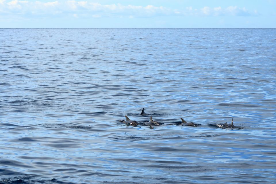 Cape May: 2-Hour Dolphin Watching Cruise - What to Expect
